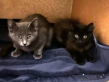 Little Black & Little Grey (bonded brother & sister) -  Domestic Short Hair Cat for Adoption in Villa Park, California - Little Black & Little Grey (bonded Brother & Sister) | PetCurious