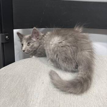 Travis -  Domestic Short Hair Cat for Adoption in Shelbyville, Indiana - Travis | PetCurious