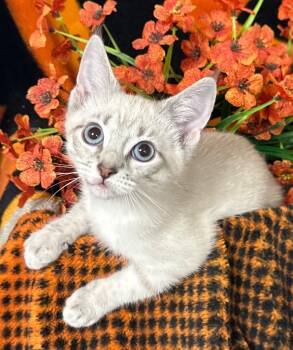 6/9/26 Ginger -  Domestic Short Hair Cat for Adoption in Stillwater, Oklahoma - 6/9/26 Ginger | PetCurious