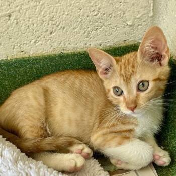 Noodle -  Domestic Short Hair Cat for Adoption in West Palm Beach, Florida - Noodle | PetCurious