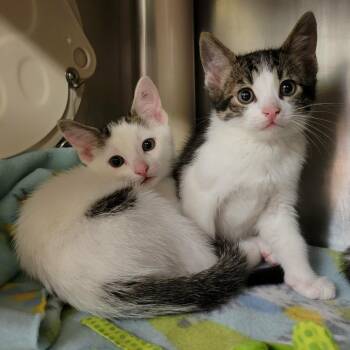 Notebook -  Domestic Short Hair Cat for Adoption in Columbia, Missouri - Notebook | PetCurious