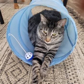 Rescue Domestic Short Hair Cats for Adoption in Las Vegas, Nevada - Bear | PetCurious