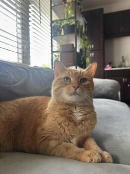 Rescue Domestic Short Hair Cats for Adoption in Meriden, Connecticut - Jazzmaster | PetCurious