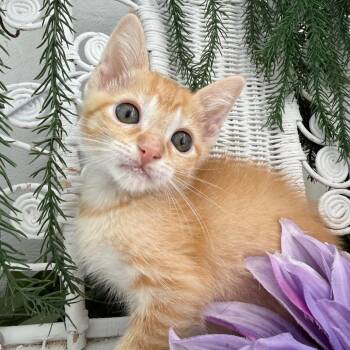 Domestic Short Hair Cats Available for Adoption in Eaton Rapids, Michigan - Rusty Outlaw 56160 | PetCurious