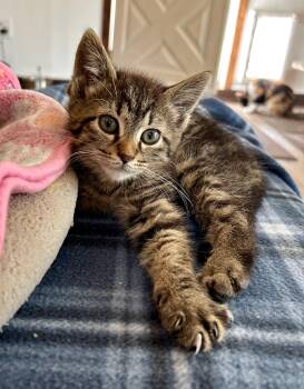 Rescue Tabby Cats for Adoption in Bowling Green, Ohio - Celeste | PetCurious