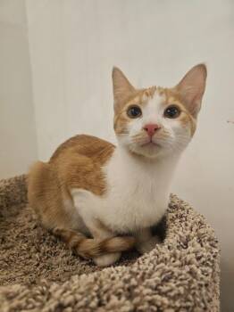 Domestic Short Hair Cats Available for Adoption in St. Cloud, Minnesota - Almond | PetCurious