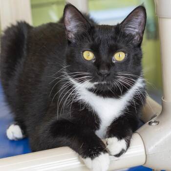 Domestic Short Hair Cats Available for Adoption in Pontiac, Michigan - Nicole | PetCurious