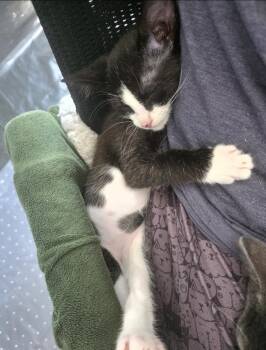 Raven -  Domestic Short Hair Cat for Adoption in Wilmington, North Carolina - Raven | PetCurious