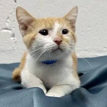 Buck -  Domestic Short Hair Cat for Adoption in Brentwood, Missouri - Buck | PetCurious