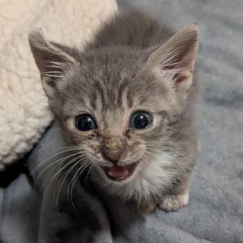 The Drama -  Domestic Short Hair Cat for Adoption in Valdosta, Georgia - The Drama | PetCurious