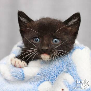 Domestic Short Hair Cats Available for Adoption in Washington, District Of Columbia - Franklin | PetCurious
