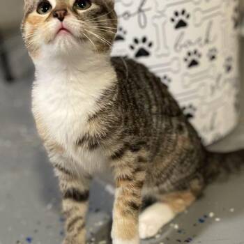 Rosemary -  Domestic Short Hair Cat for Adoption in Seven Valleys, Pennsylvania - Rosemary | PetCurious