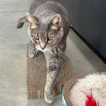 Gracie 2026 -  Tabby and Domestic Short Hair Cat for Adoption in Cincinnati, Ohio - Gracie 2026 | PetCurious
