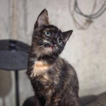 Gremory -  Domestic Short Hair Cat for Adoption in Greenwood, Missouri - Gremory | PetCurious