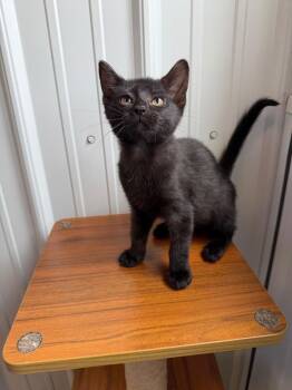 Domestic Short Hair Cats Available for Adoption in Pierceton, Indiana - Bubblegum | PetCurious