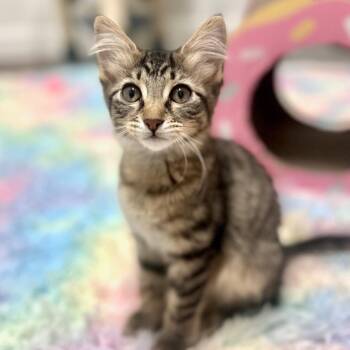 Ruh-roh -  Domestic Short Hair Cat for Adoption in Prosper, Texas - Ruh-roh | PetCurious