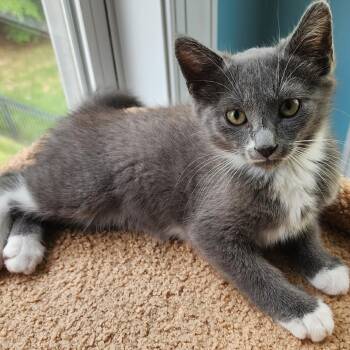 Mitzie McMittens -  Domestic Short Hair Cat for Adoption in Durham, North Carolina - Mitzie McMittens | PetCurious