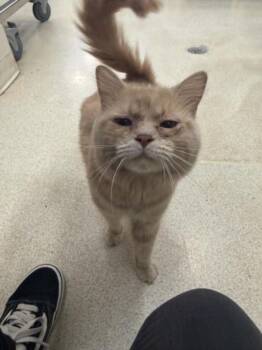 GARBANZO -  Domestic Short Hair Cat for Adoption in Hagerstown, Maryland - GARBANZO | PetCurious