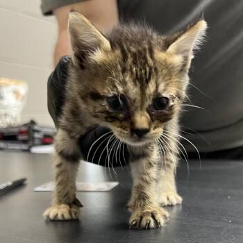 Domestic Short Hair Cats Available for Adoption in Lufkin, Texas - Maya | PetCurious