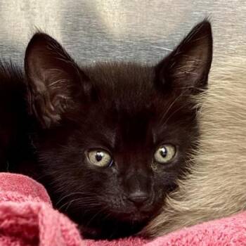 Northlane -  Domestic Short Hair Cat for Adoption in Sacramento, California - Northlane | PetCurious