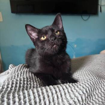 Phantom -  Domestic Short Hair Cat for Adoption in Milton, Delaware - Phantom | PetCurious