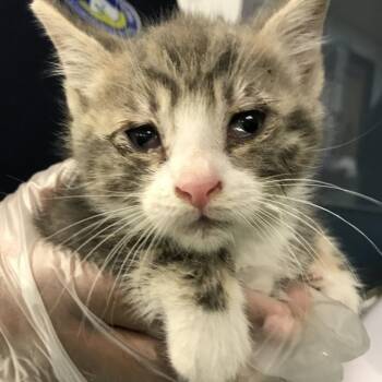 Smidge -  Domestic Short Hair Cat for Adoption in Newark, New Jersey - Smidge | PetCurious