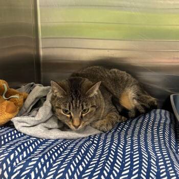 Tiny -  Domestic Short Hair Cat for Adoption in Brookfield, Missouri - Tiny | PetCurious