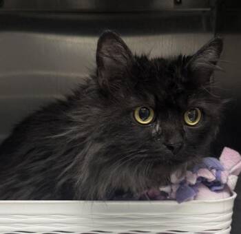Domestic Long Hair Cats Available for Adoption in Golden, Colorado - Misty | PetCurious