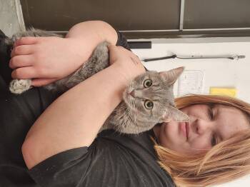 Rescue Domestic Short Hair Cats for Adoption in Mount Pleasant, Texas - Aurora | PetCurious