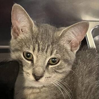 Avid 4 -  Domestic Short Hair Cat for Adoption in Baltimore, Maryland - Avid 4 | PetCurious