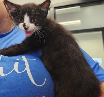Rescue Domestic Short Hair Cats for Adoption in Republic, Missouri - Kip | PetCurious