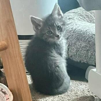 Domestic Short Hair Cats Available for Adoption in Urbandale, Iowa - Potato | PetCurious