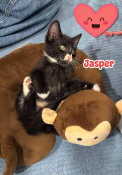 Jasper -  Domestic Medium Hair Cat for Adoption in Scottsdale, Arizona - Jasper | PetCurious
