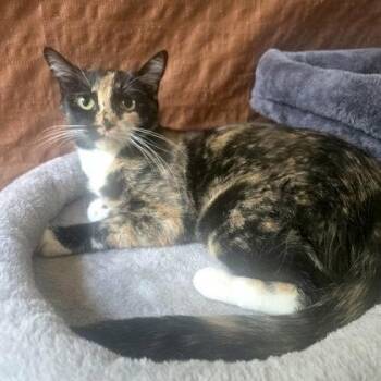 Brookie -  Domestic Short Hair Cat for Adoption in Warr Acres, Oklahoma - Brookie | PetCurious