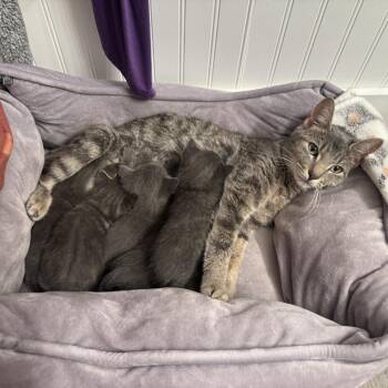 Hippo -  Domestic Short Hair Cat for Adoption in Walker, Michigan - Hippo | PetCurious