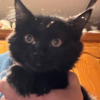 Storm 2 -  Domestic Medium Hair Cat for Adoption in Granby, Missouri - Storm 2 | PetCurious