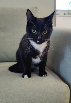Rescue Domestic Short Hair Cats for Adoption in Burnaby, British Columbia - Aiden | PetCurious