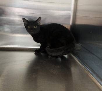 Rescue Domestic Short Hair Cats for Adoption in Houston, Texas - NIX | PetCurious