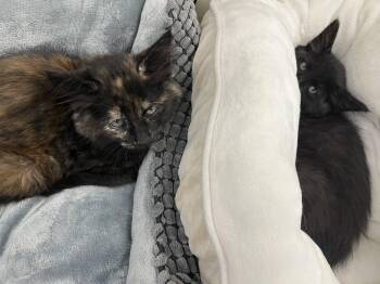 Domestic Medium Hair Cats Available for Adoption in Walnut Creek, California - May | PetCurious