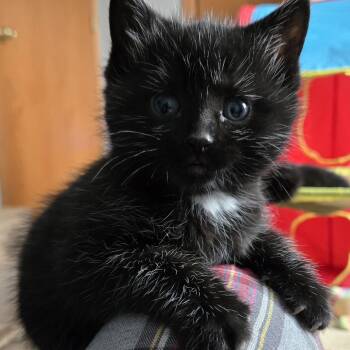 Domestic Short Hair Cats Available for Adoption - Blizzard | PetCurious