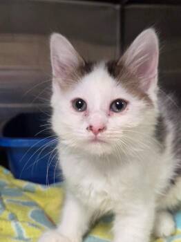 Reverie (Petco) -  Domestic Short Hair Cat for Adoption in Ocala, Florida - Reverie (Petco) | PetCurious