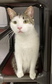 Rescue Domestic Short Hair Cats for Adoption in Huntington, New York - Willoughby | PetCurious