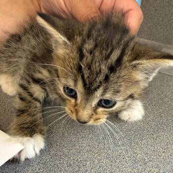 Ron -  Domestic Short Hair Cat for Adoption in Troy, Virginia - Ron | PetCurious