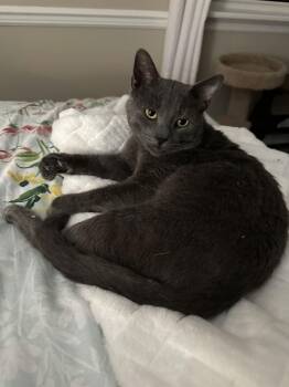 Domestic Short Hair Cats Available for Adoption - Otis | PetCurious
