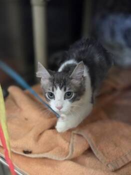 Ham -  Domestic Medium Hair and Domestic Short Hair Cat for Adoption in Westland, Michigan - Ham | PetCurious