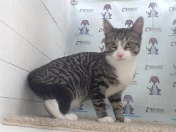 Domestic Short Hair Cats Available for Adoption in Orlando, Florida - A594540 | PetCurious