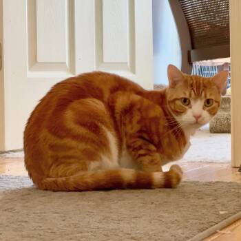 Domestic Medium Hair Cats Available for Adoption in Greenville, Delaware - Louie, Willow Grove Area, (FCID 12/17/2024-131) | PetCurious