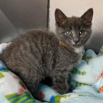 Gene -  Domestic Short Hair Cat for Adoption in Troy, Virginia - Gene | PetCurious