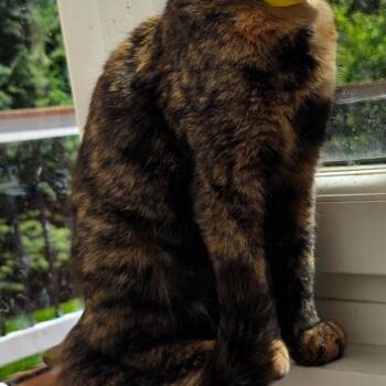 Amber -  Domestic Short Hair Cat for Adoption in Waldorf, Maryland - Amber | PetCurious