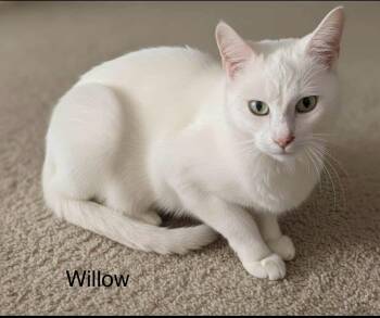 Domestic Short Hair Cats Available for Adoption - Beautiful Willow | PetCurious